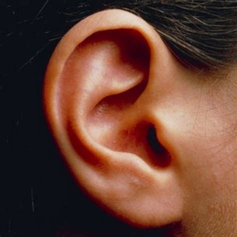 Inner Ear Disorders Linked To Hyperactivity Bbc News Лицо Уши