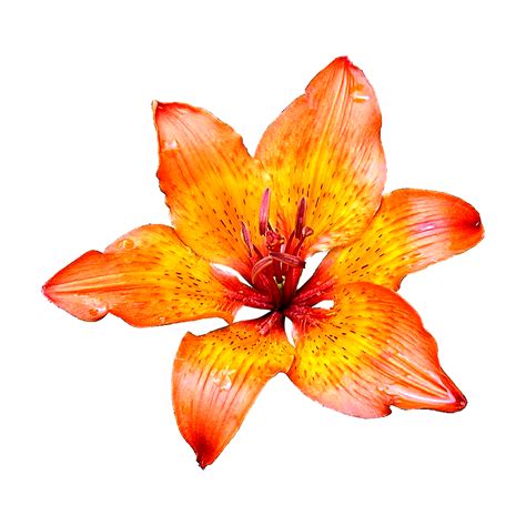 Pngforall Beautiful Lily Flowers Hd Png Images Download