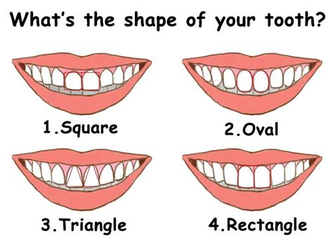 What The Shape Of Your Teeth Reveals About Your Personality
