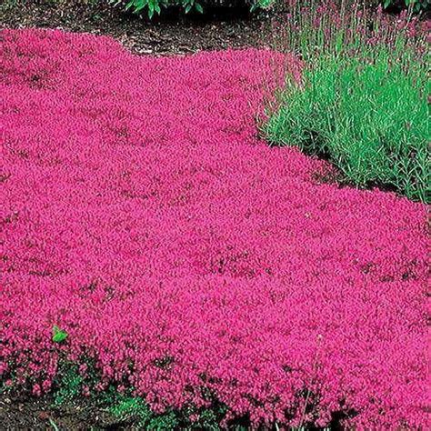 Creeping thyme 'red' is an evergreen groundcover that blooms red flower clusters in summer. Red Creeping Thyme in 2020