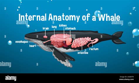 Internal Anatomy Of A Whale With Label Stock Vector Image And Art Alamy