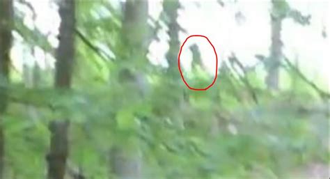 Rmso Bigfoot Alabama Bigfoot Filmed Out In Open Then Hides Behind Tree