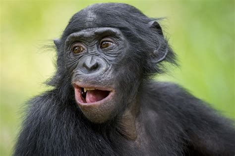 Close Up Portrait Of Bonobo Primates Mammals Rare Animals Strange