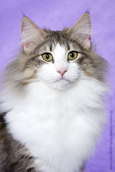 Of Cats Norwegian Forest Cat