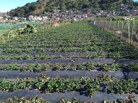 28 Baguio Strawberry Farm La Trinidad Benguet Backyard Destinations