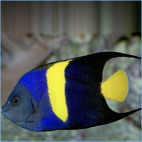 Angelfish Petes Aquariums And Fish