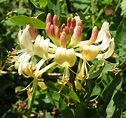 La madreselva, una planta para cultivar en tu jardín - plantasParaCurar.com