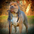 99 Imágenes de Perros Pitbull.... Majestuosa Raza