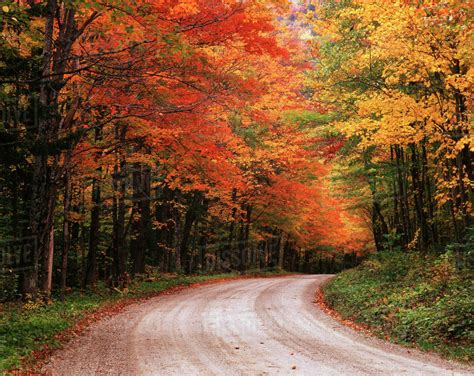Usa Vermont Green Mountain National Forest Road Through Autumn Trees