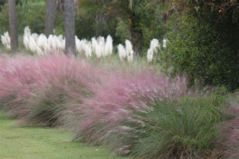 Tall Ornamental Grasses For Privacy Zone 4 Ornamental Grasses Are A Great Addition To Any