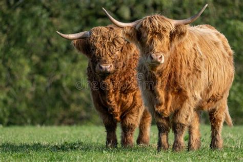 Two Highland Cows Standing In Field Staring At The Camera Stock Image