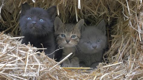 Cute Kittens In Hay Hiding And Mewing 4k 3840x2160 Uhd