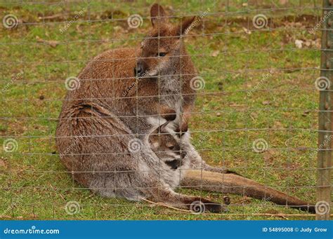 Mother And Baby Kangaroo Stock Photo Image 54895008