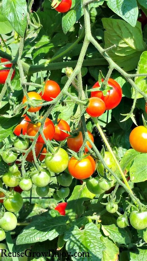 Grow Tomatoes Better With These 6 Tips Artofit