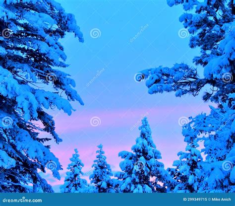Sunrise Snow Covered Pine Trees Western Montana Stock Image Image