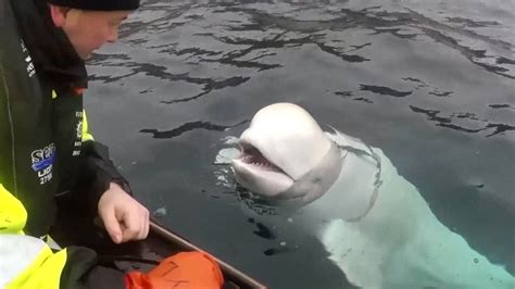 Beluga Whale Found In Norway With Russian Harness Alarms Officials National Globalnewsca