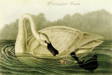 Trumpeter Swan Painting By John James Audubon Fine Art America