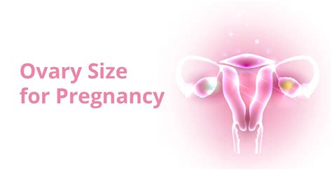 Ovary Size Matters Key Factors For Successful Conception Birla