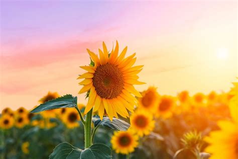 5 Datos Curiosos Acerca De Los Girasoles Floresther Abejeras