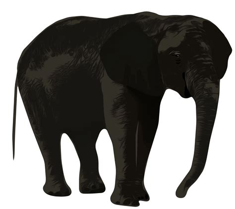 Clip Art Elephant Free Stock Photo Public Domain Pictures