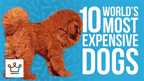 Top 10 Most Expensive Dogs In The World Youtube