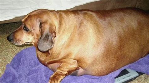 See Weiner Dogs Dramatic Weight Loss Cnn Video