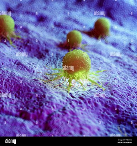 Cancer Cells Hi Res Stock Photography And Images Alamy