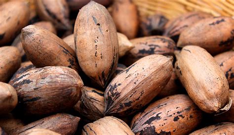 9 Types Of Nuts To Grow On Your Farm 2023