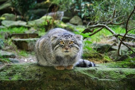 Pallas Cats Animals Interesting Facts And Latest Pictures