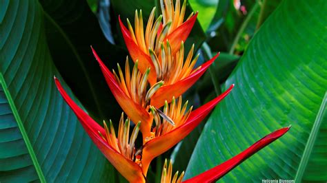 The bird of paradise is considered the queen of the indoor plant world. Bird of Paradise Wallpaper (60+ images)