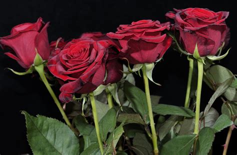 วอลเปเปอร์ ดอกกุหลาบ สีแดง ดอกไม้ พื้นหลังสีดำ 2048x1340