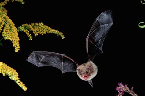 Bats Guide Species Facts What They Eat And Whether They Really Are