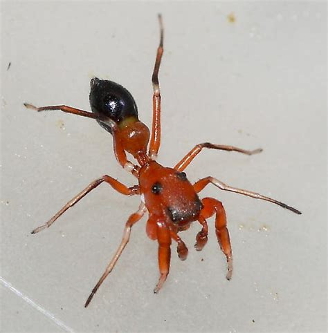 Ant Mimic Jumping Spider Peckhamia Bugguidenet
