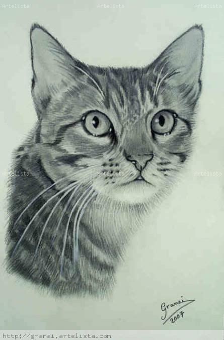 Animales Dibujados A Lapiz Dibujos De Gatos Dibujos Realistas