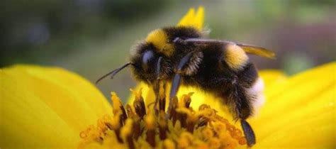 But if they're cornered and sense that they cannot escape, or are defending their nest, they will bite. Do Bumble Bees Sting | Bumble bee, Bumble bee nest, Bee sting
