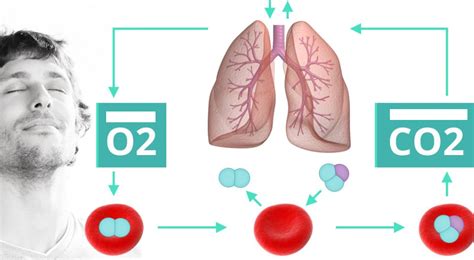 The Use Of Carbon Dioxide Co2 For Your Organism Samozdrav