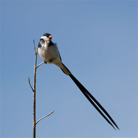 We've got you covered with our map collection. Male Pin-Tailed Whydah | Male Pin-Tailed Whydah (Vidua macro… | Flickr