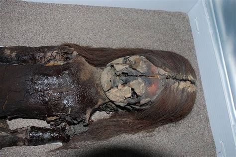 Chinchorro mummies are the world's oldest known mummies, they range from 4,000 to 7,000 years old. Cambio climático puede destruir momias más antiguas del ...