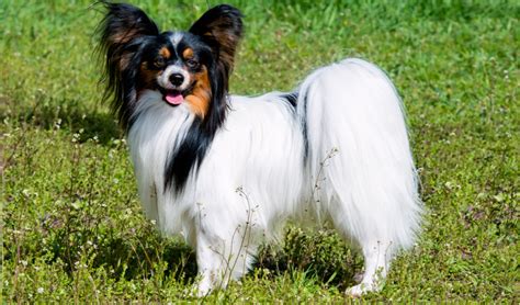 Papillon Breed Facts And Information Petcoach