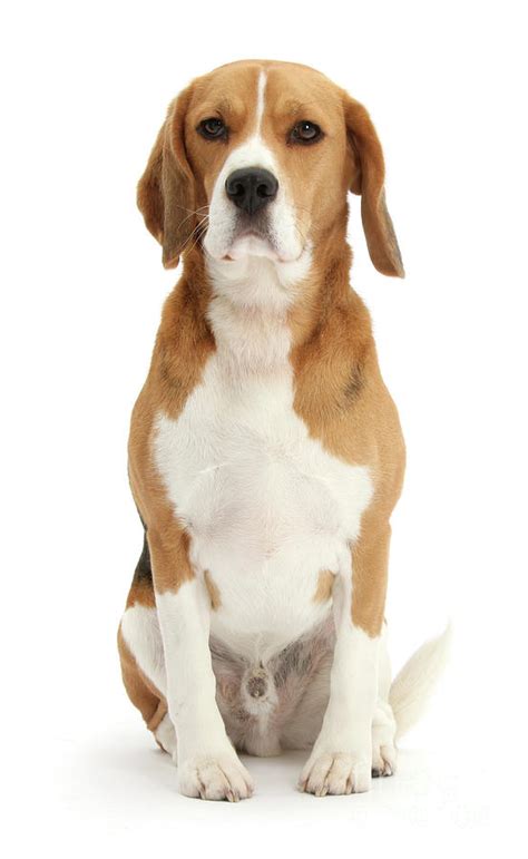 Beagle Dog Sitting Photograph By Warren Photographic Fine Art America