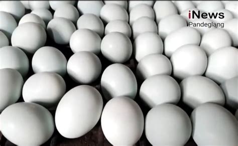 Mengenal 7 Jenis Telur Ayam Di Pasaran Dan Manfaatnya Manakah Yang
