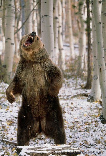 Grizzly Bear Standing In The Woods Grizzly Bear Bear