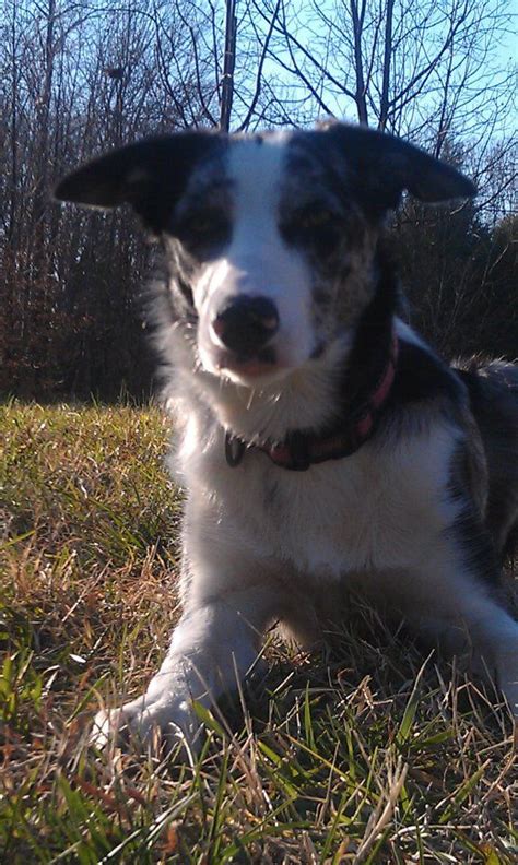Zoey The Rough Coat Blue Merle Border Collie Border Collie Wolf