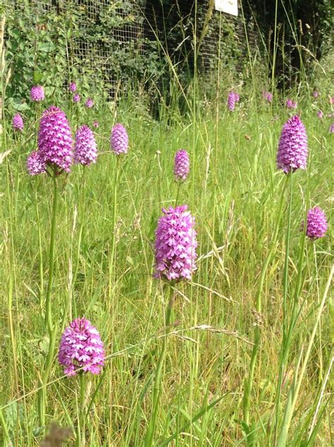 Pyramidal Orchids Flower Garden Plants Planting Flowers Wild Orchid