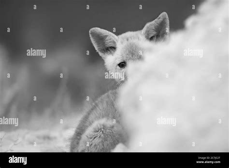 Cute Fox Nature Background Stock Photo Alamy