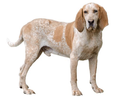 American English Coonhound Dog Breed Facts And Information Wag Dog