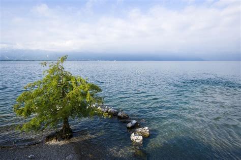 Tree Banks Along Lake Geneva Stock Photo Image Of Purple View 219119956