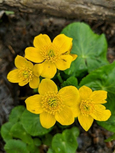 We did not find results for: Pin on Yellow Flowers