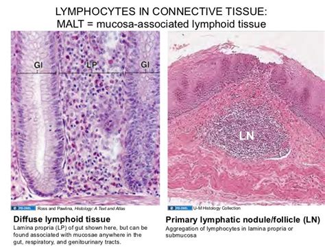 021609 Lymphatic Histology