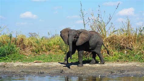 Malawi Africas Undiscovered Safari Destination Travel Weekly